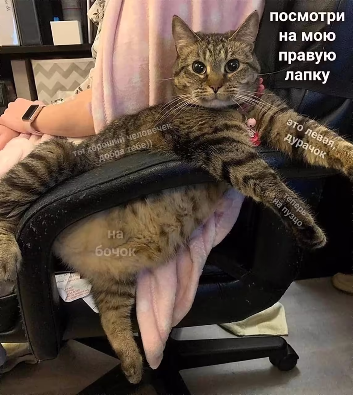 Смешнявка #665