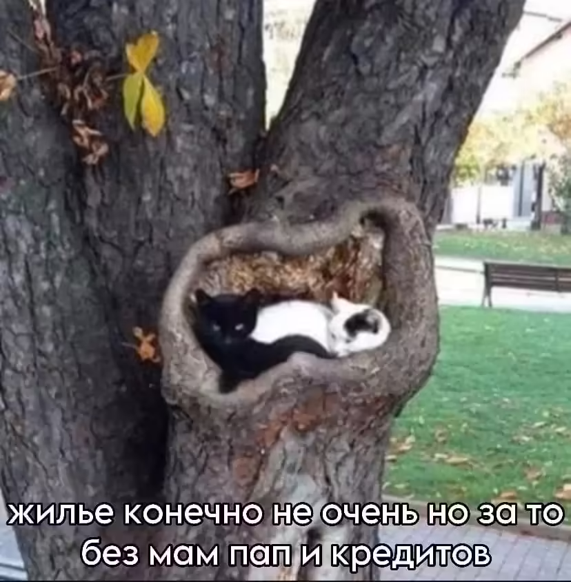 Смешнявка #666