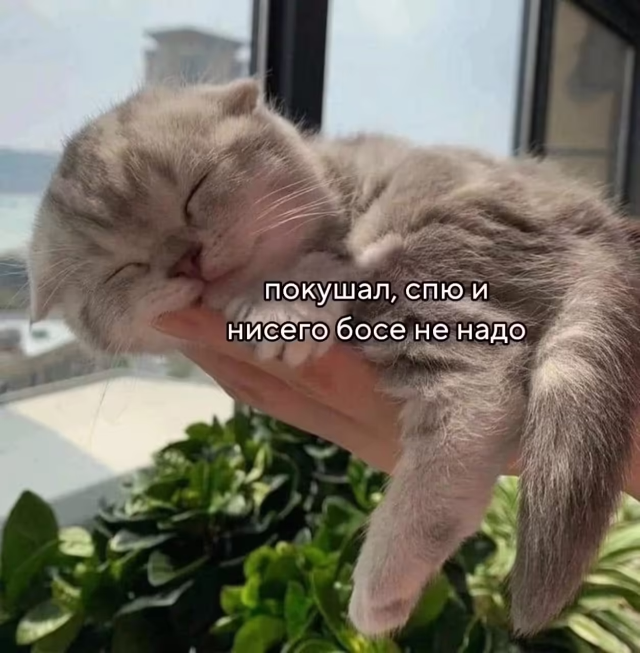 Смешнявка #685