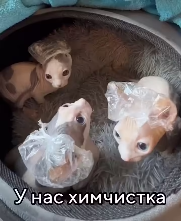 Смешнявка #700