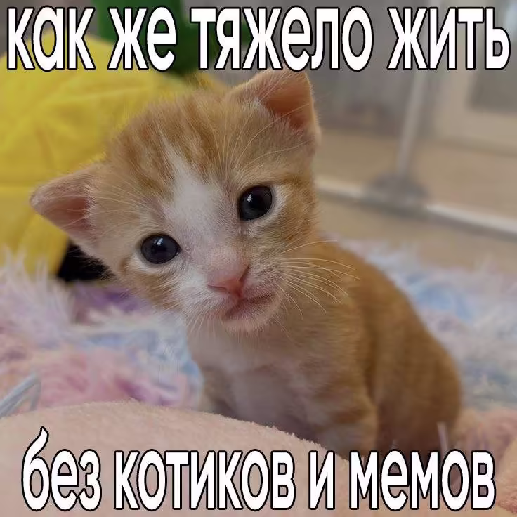 Смешнявка #705