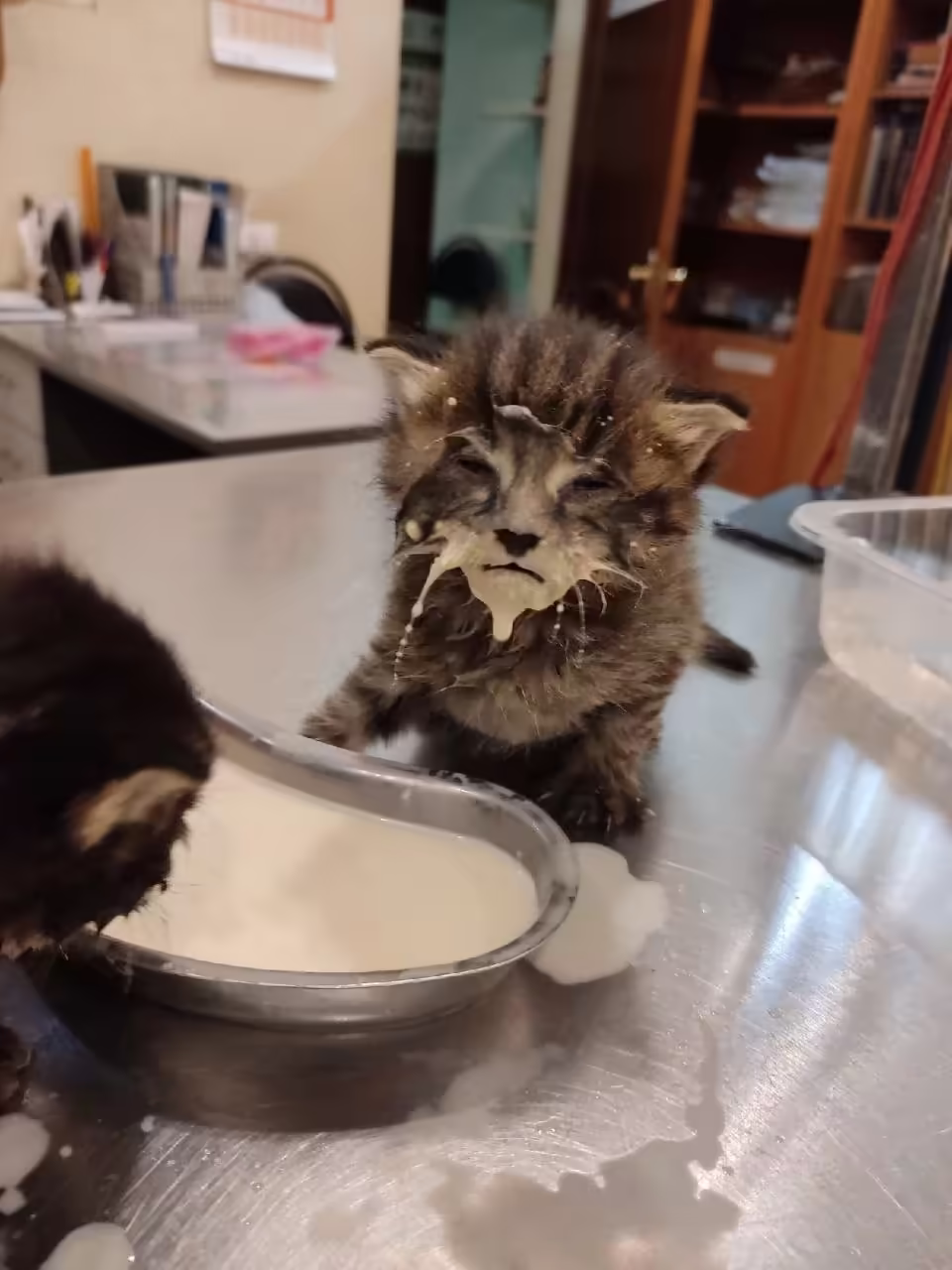 Смешнявка #733