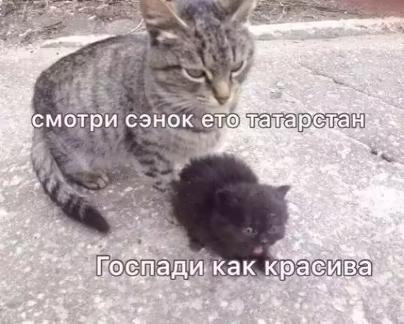 Смешнявка #745