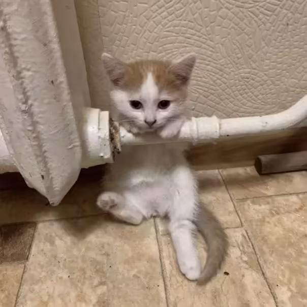 Смешнявка #747