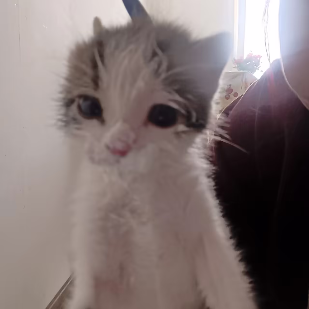 Смешнявка #748