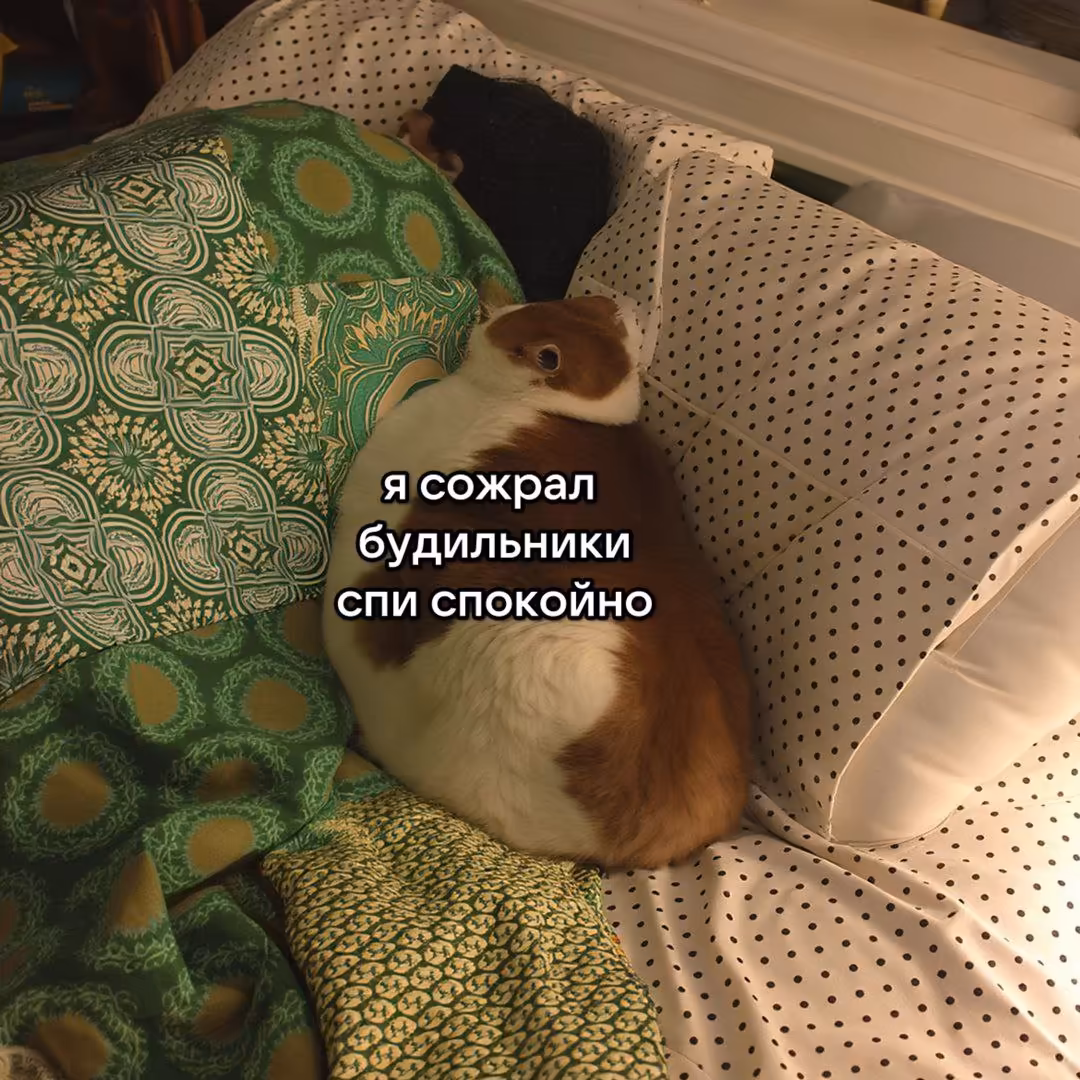 Смешнявка #804