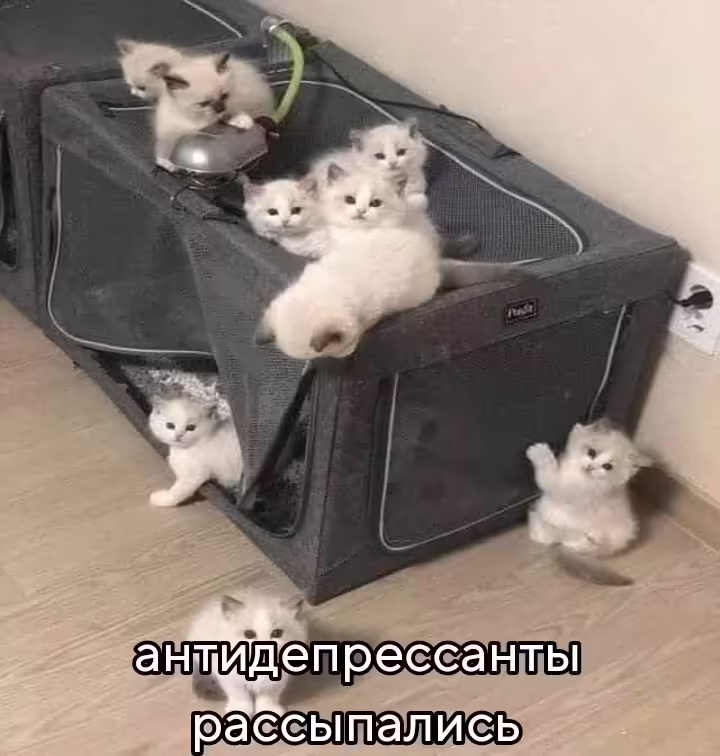 Смешнявка #817