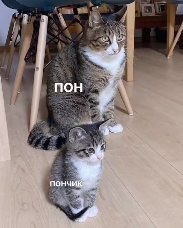 Смешнявка #821