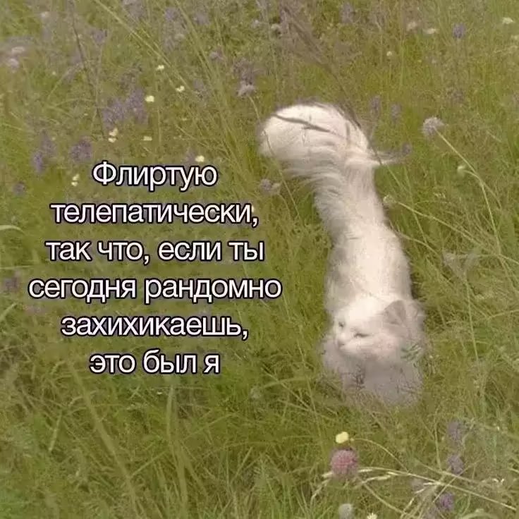 Смешнявка #832