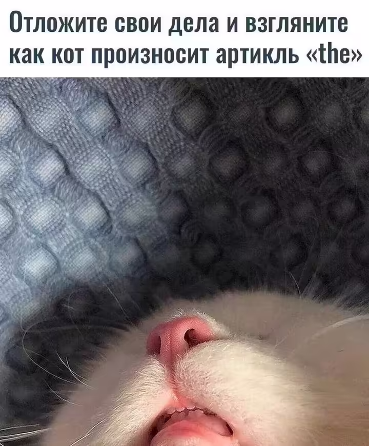 Смешнявка #834