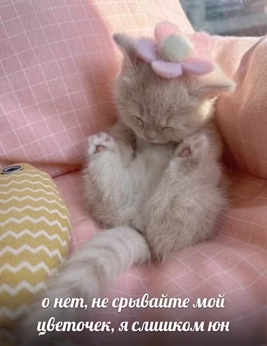 Смешнявка #862