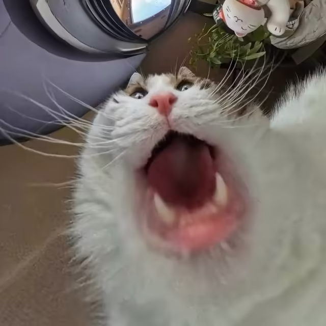 Смешнявка #877