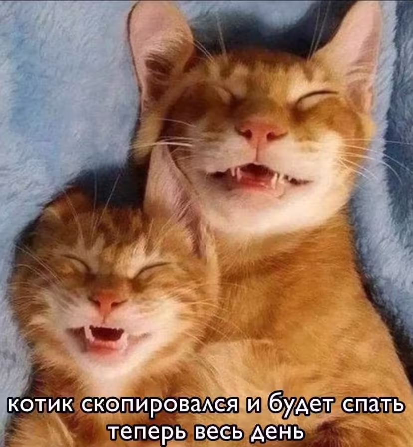 Смешнявка #911