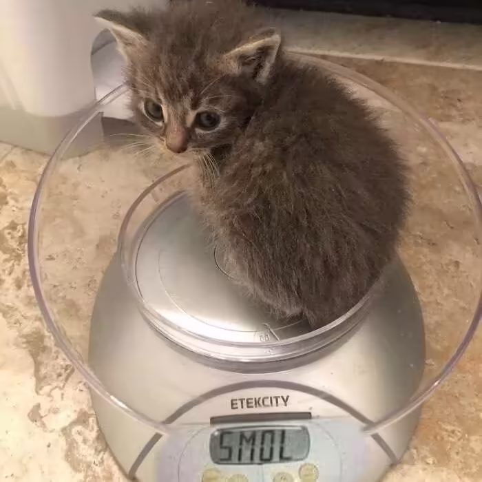 Смешнявка #968