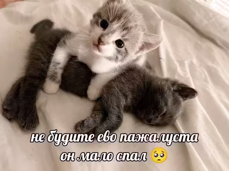 Смешнявка #998