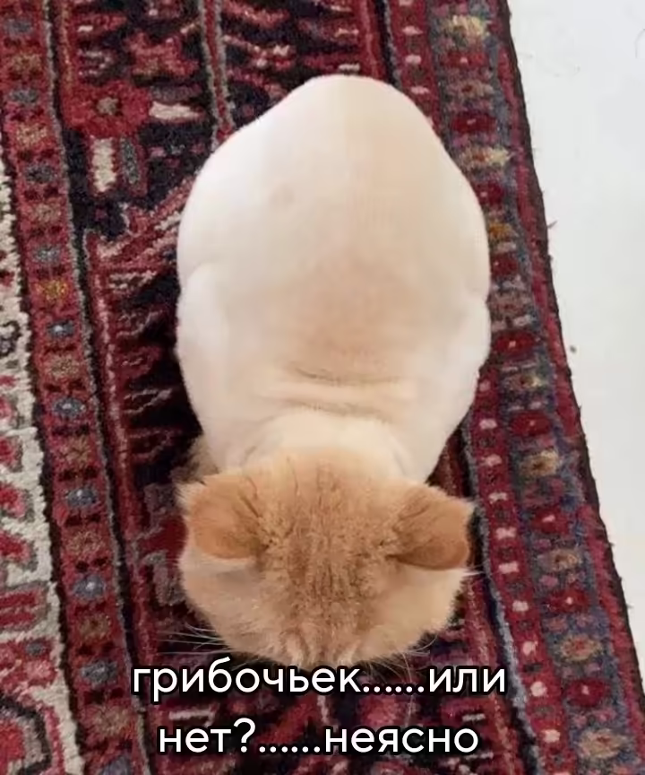 Смешнявка #999