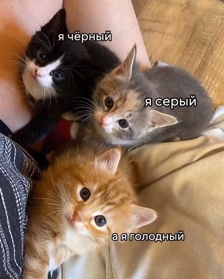 Смешнявка #1027