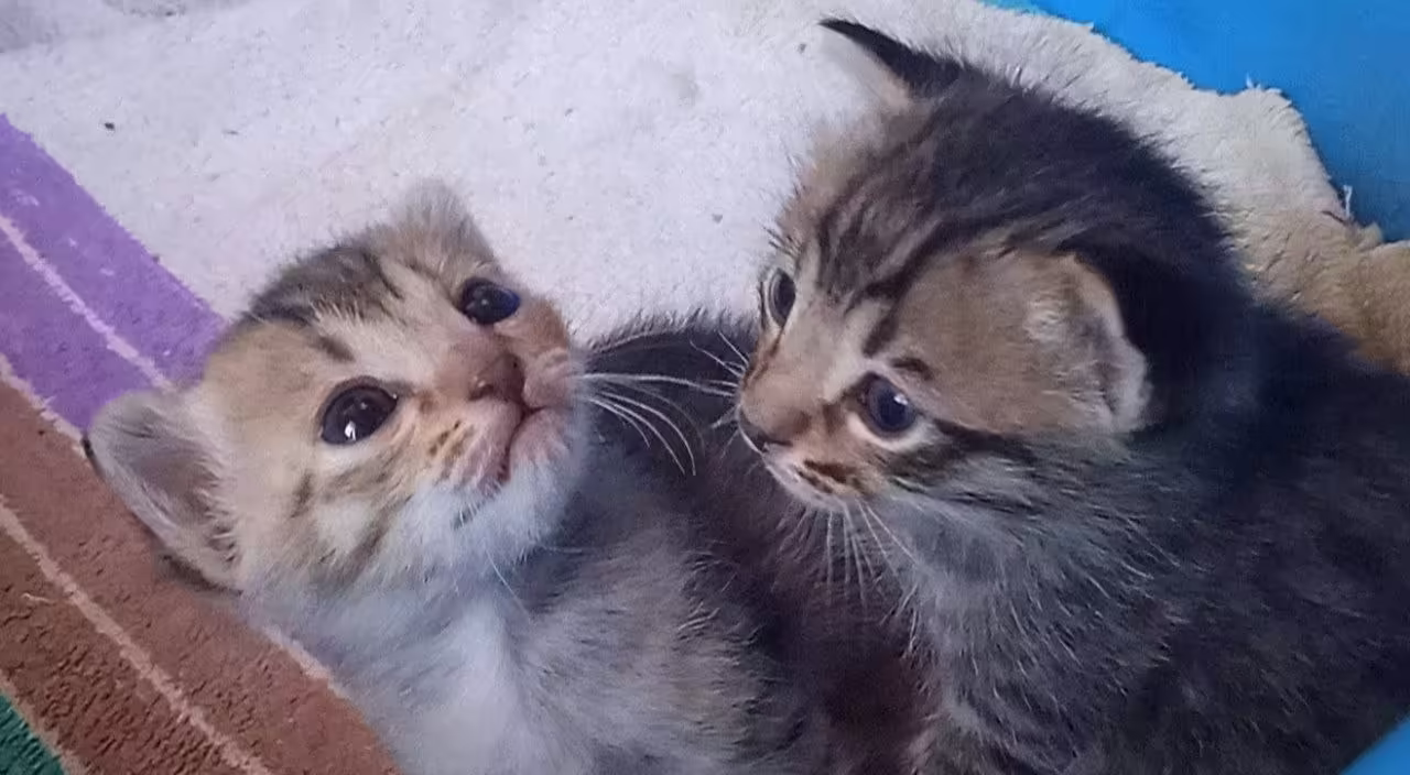 Смешнявка #1074