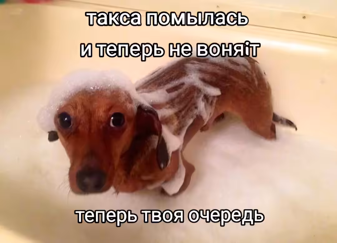 Смешнявка #1116