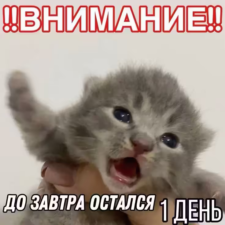 Смешнявка #1149