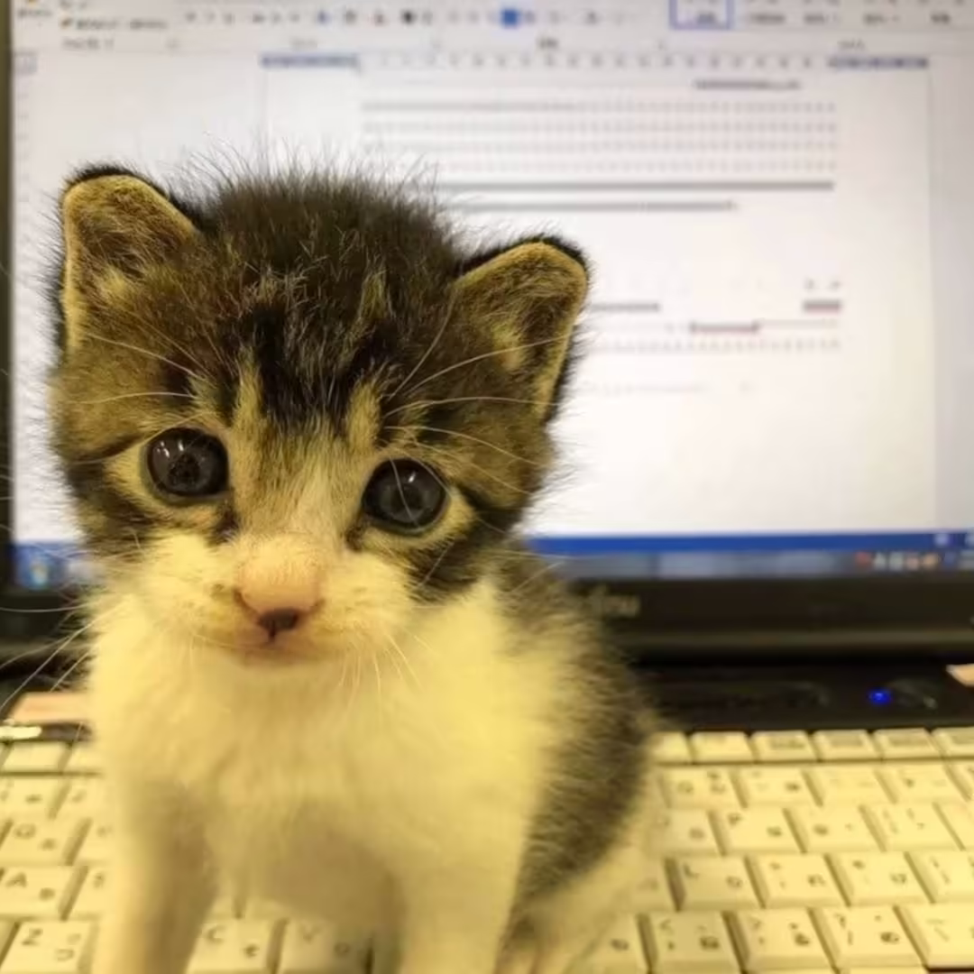 Смешнявка #1158