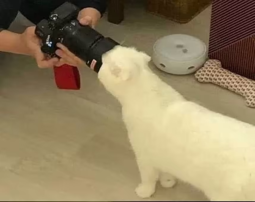 Смешнявка #1189