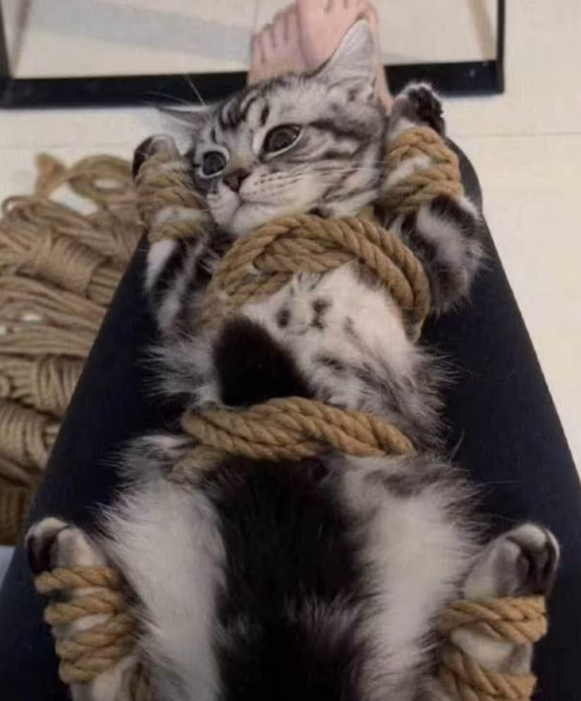 Смешнявка #1194