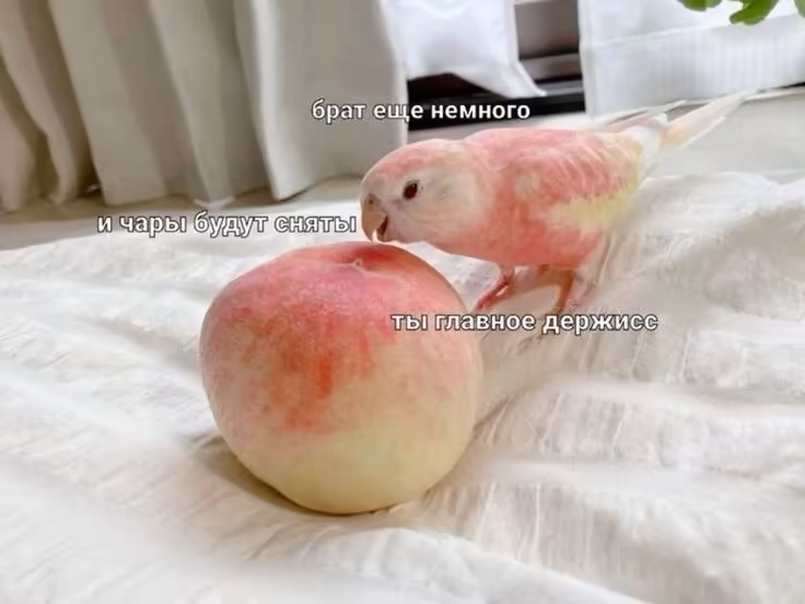 Смешнявка #1199