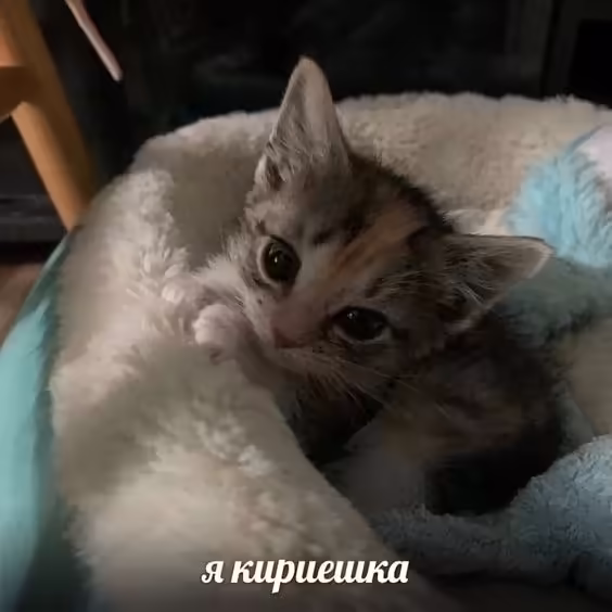 Смешнявка #1204