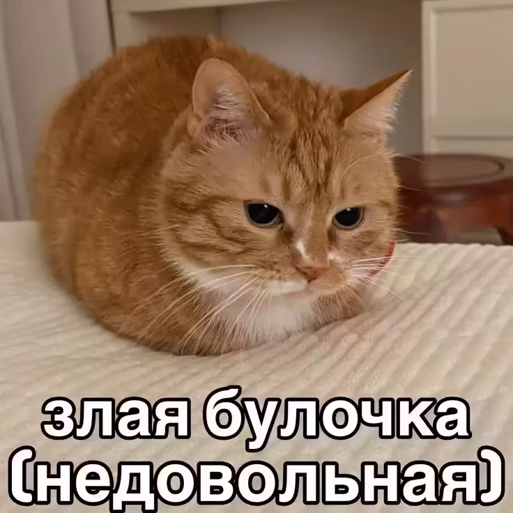 Смешнявка #1240