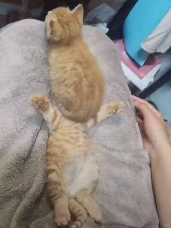 Смешнявка #1255