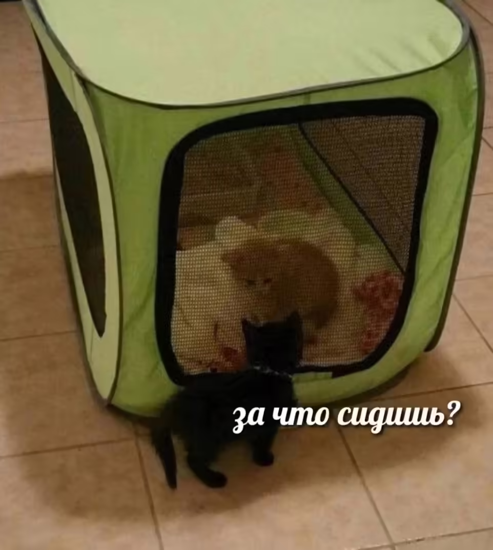 Смешнявка #1257