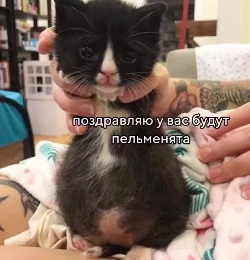 Смешнявка #1264