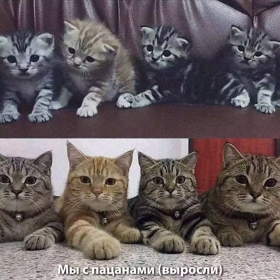 Смешнявка #1313