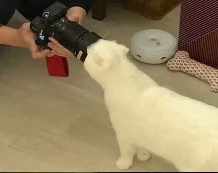 Смешнявка #1338