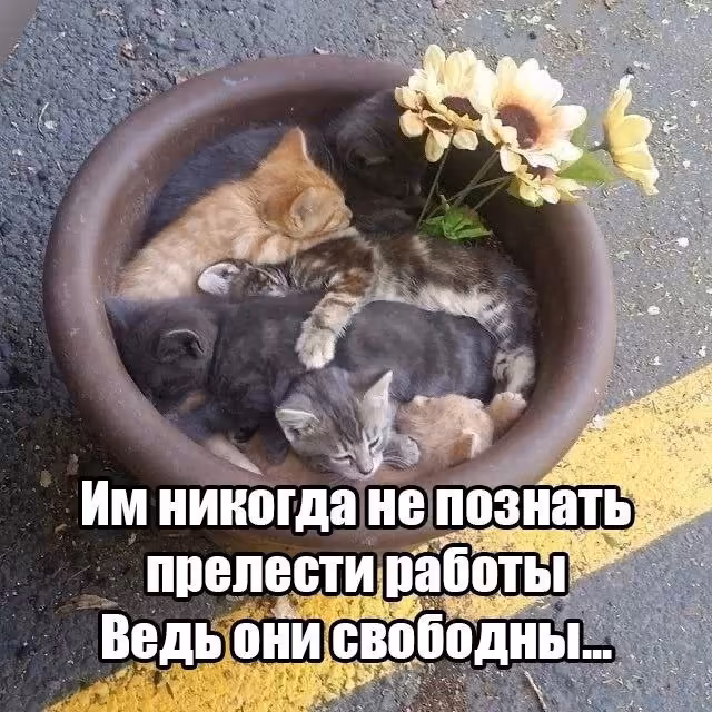 Смешнявка #1347