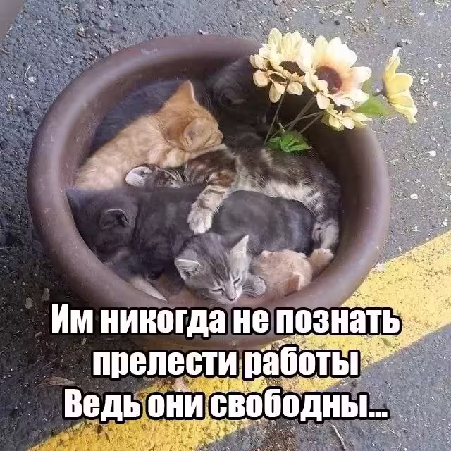 Смешнявка #1370