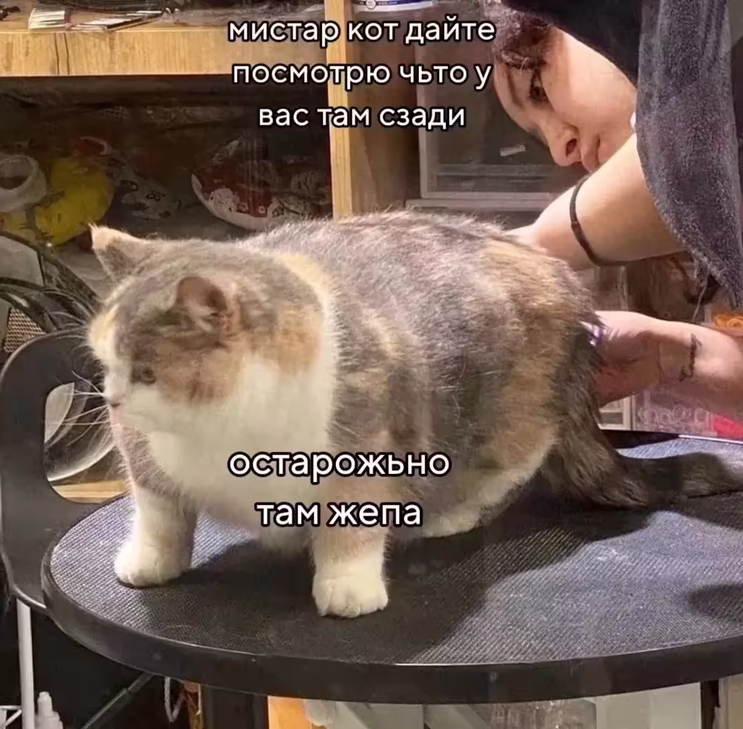 Смешнявка #1373