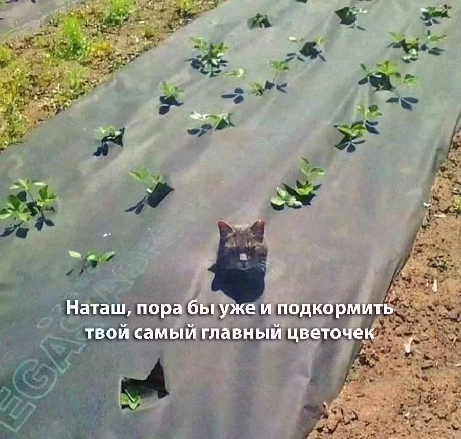 Смешнявка #1434