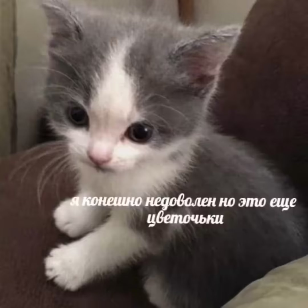 Смешнявка #1439