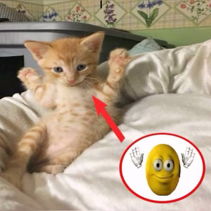 Смешнявка #1454