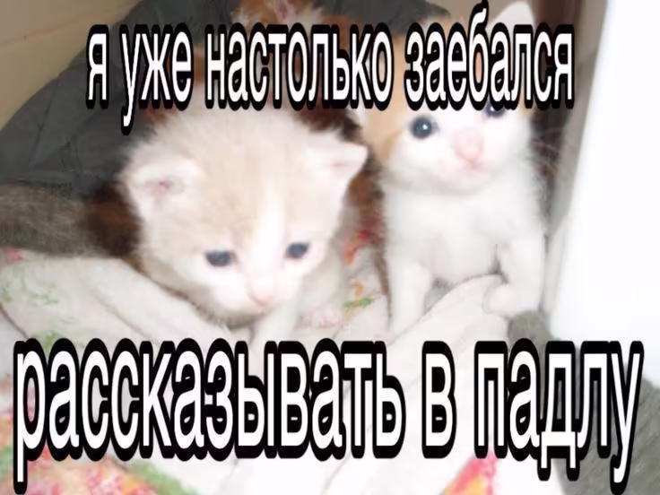 Смешнявка #1456