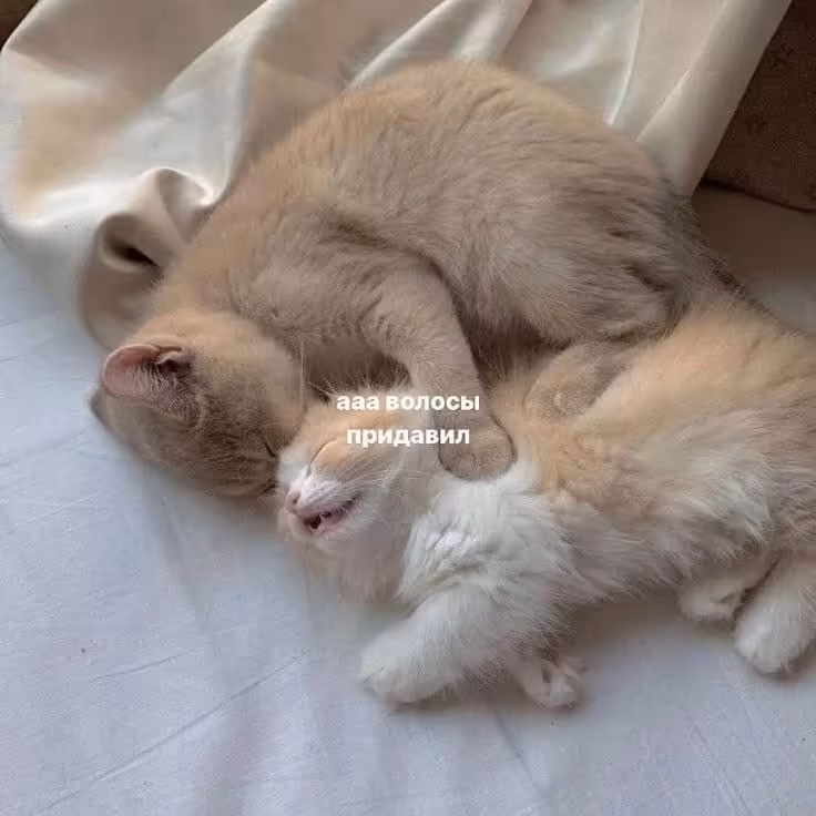 Смешнявка #1459