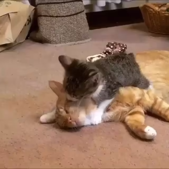 Смешнявка #1468