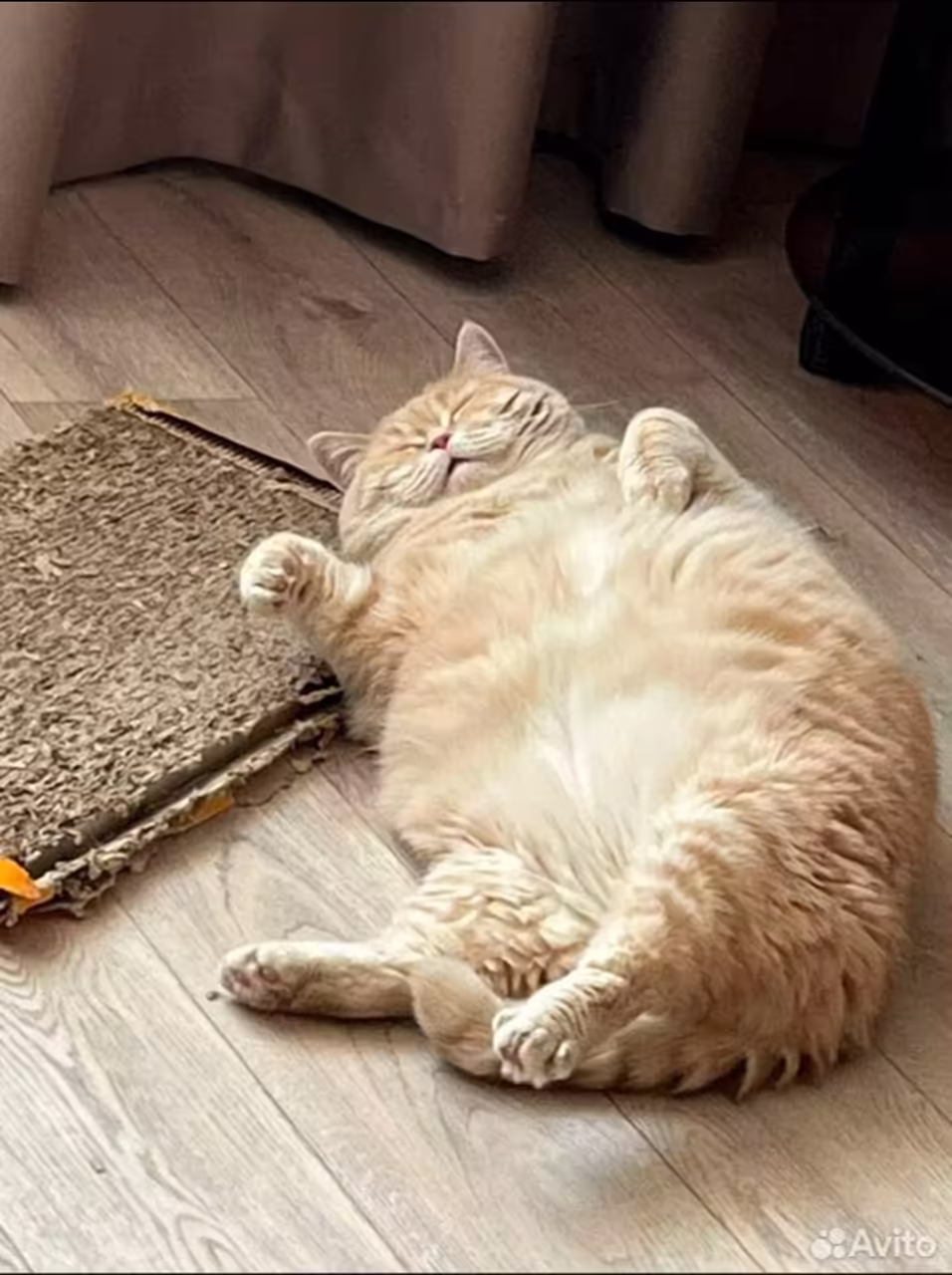 Смешнявка #1504