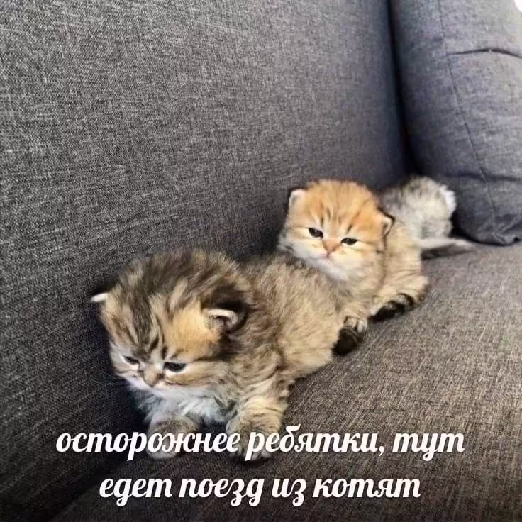 Смешнявка #1513