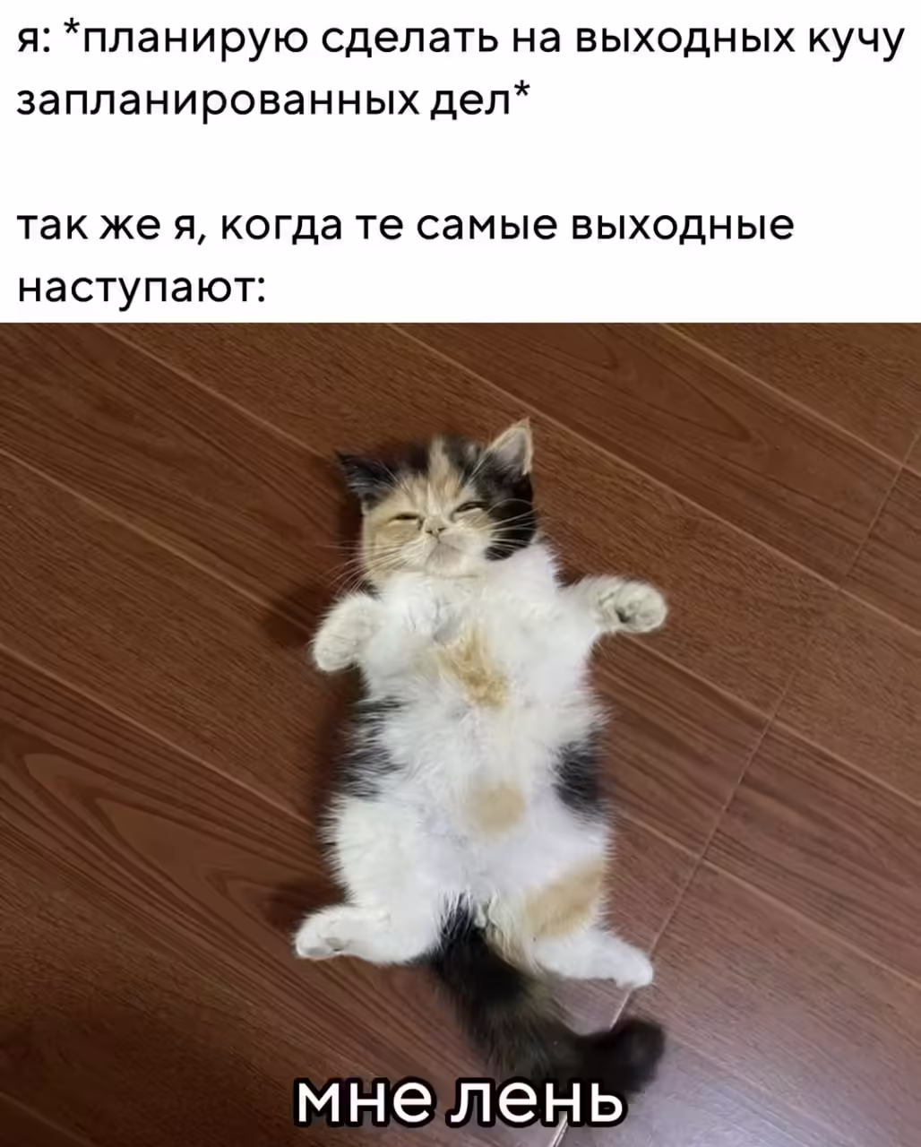 Смешнявка #1537