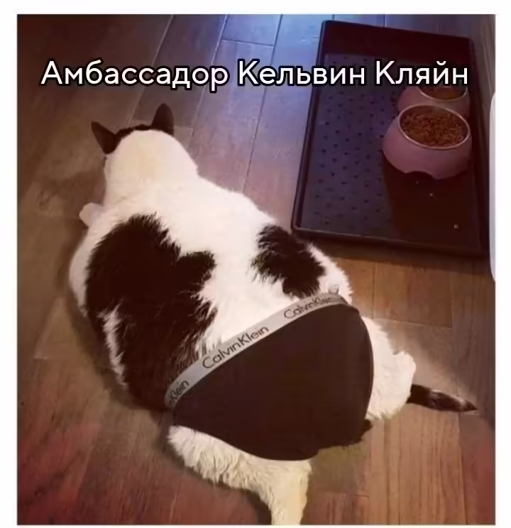 Смешнявка #1554