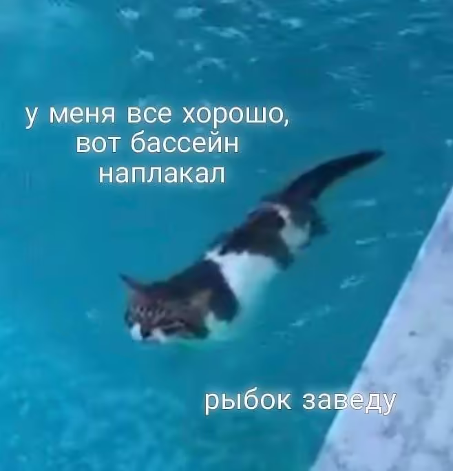 Смешнявка #1556