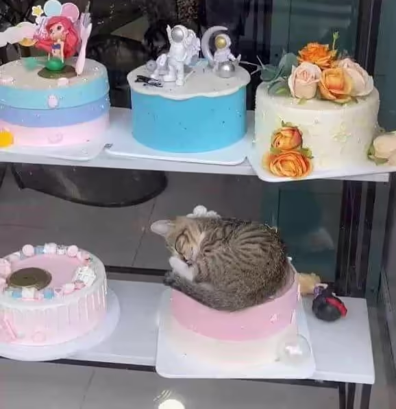 Смешнявка #1602